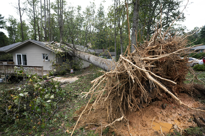 A fallen tree on a home in the aftermath of Hurricane Helene on Sept. 28, 2024, in Asheville, North Carolina. Hurricane Helene made landfall Thursday night in Florida's Big Bend with winds up to 140 mph.