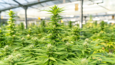The dark side of legalization of recreational marijuana
